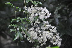 Clematis gouriana